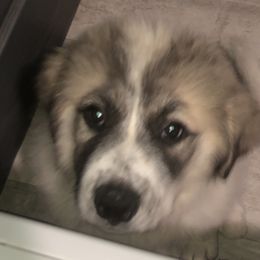 Charri  - Great Pyrenees