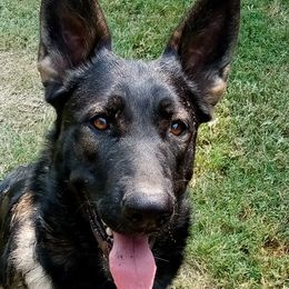 Maze - German Shepherd