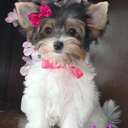 Lola jr - Black tan and white female Biewer Terrier puppy in Modesto, California from Granny's yorkshire Terrier Modesto California