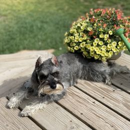 Miniature Australian Shepherd, Miniature Schnauzer, and Toy Australian Shepherd All Grown Up from Roses Halfpint Ranch