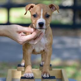 The Independent Companion - Red female American Staffordshire Terrier puppy in St. Augustine, Florida from LBK & Ancient City