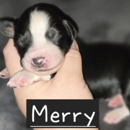 Girl 1 - female Australian Shepherd puppy in Washington from Arbor hill Australian Shepherds