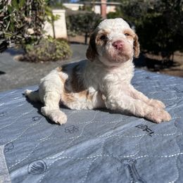 Holly Frost - Parti female Poodle puppy in Corona, California from Garden Of Poodles