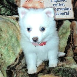 ESTHER Girl 4 - White female Pomeranian puppy in Lore City, Ohio from Tonia's Pomeranians