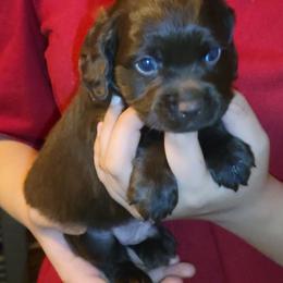 Cockapoo Puppies from Cano Cockapoos