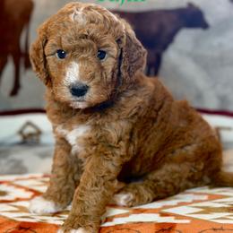 Tajin - Red  male Goldendoodle puppy in Houston, Texas from Golden Life Doodles