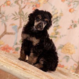Poodle Puppies from Setting the Standard Poodles