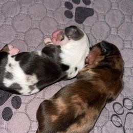 Dachshund Puppies from Buzzard kreek Kennels