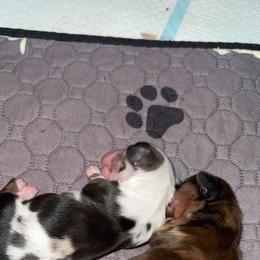 Dachshund Puppies from Buzzard kreek Kennels