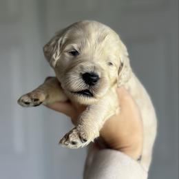 York - Cream female Goldendoodle puppy in Waterford, California from Alvdoodles
