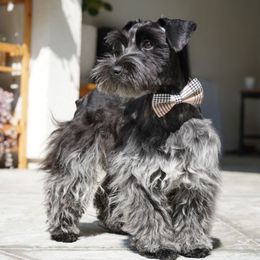 Tank - Miniature Schnauzer