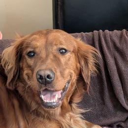 Golden Retriever Puppies from 10 Piece Golden Nugget Retrievers
