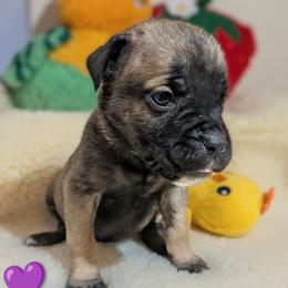 Purple collar: Magnolia - Black brindle female Cane Corso puppy in Franktown, Colorado from Earth and Ship Cane Corso