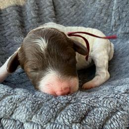 Mauve collar - Phantom female Poodle puppy in Huntsville, Alabama from Flint River Poodles