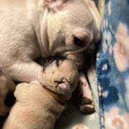 French Bulldog Puppies from White Hippo Frenchies