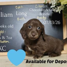 William - Chocolate male Dachshund puppy in Hoquiam, Washington from Heyd's Mini Dachshunds