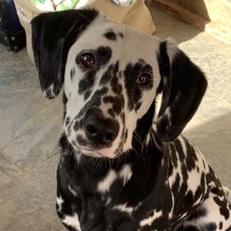 Jadis - Dalmatian