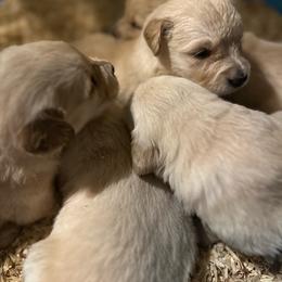 Female 2 - Golden female Golden Retriever puppy in Montrose, Michigan from Spraggins Sweet Acres