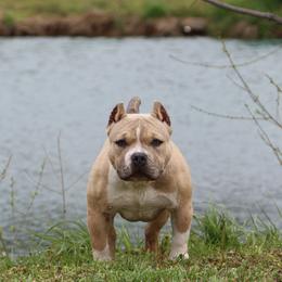 Haymakers' Hot Mess - Blue fawn American Bully puppy in Dixon, Kentucky from Haymaker Bully Camp
