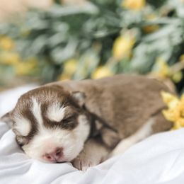 Siberian Husky Puppies from Wooly Woof Siberians