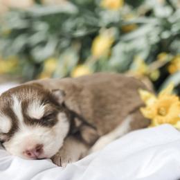 Siberian Husky Puppies from Wooly Woof Siberians