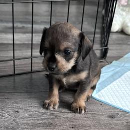 Companion Cross, Dachshund, and Miniature Schnauzer Puppies from Sheri Lauritsen