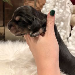 Gravy - Black and cream male Dachshund puppy in Missoula, Montana from The Dainty Dachshund