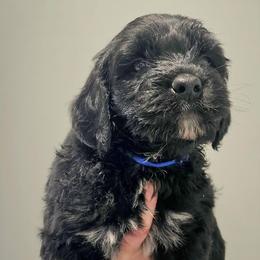 Fraiser - Black and white male Portuguese Water Dog puppy in Hammonton, New Jersey from Jersey Girls Portuguese Water Dogs