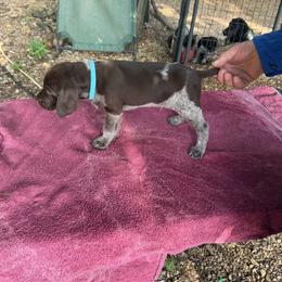 Boy 5 - Liver roan male German Shorthaired Pointer puppy in Blue Rapids, Kansas from Black vermillion pointers