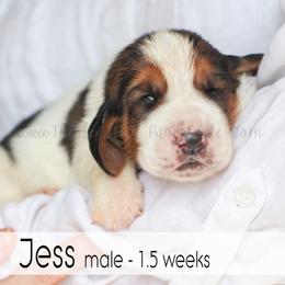 Jess - Black white and brown male Basset Hound puppy in Jefferson City, Missouri from Triple Hill Farm