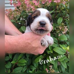 Graham - Liver and white male English Springer Spaniel puppy in Freeland, Michigan from McNally's Springer Spaniels
