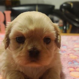 Puppy 1 - White female Shih Tzu puppy in Belleville, Michigan from Patricia's Heavenly Earth Angels