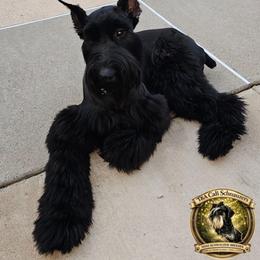 Saiya - Giant Schnauzer