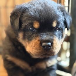 Rottweiler Puppies from Von Hause Sarjen