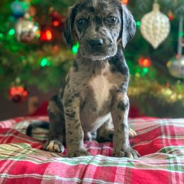 American Leopard Hound, Bluetick Coonhound, and German Shepherd Puppies from Haus Biery German Shepherds, Benchmark Blueticks & Leopard Hounds
