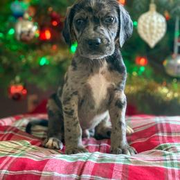 American Leopard Hound, Bluetick Coonhound, and German Shepherd Puppies from Haus Biery German Shepherds, Benchmark Blueticks & Leopard Hounds