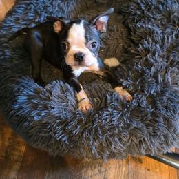 Bella's black and brindle girl - Black brindle and white female Boston Terrier puppy in Anchorage, Alaska from 907 Bostons