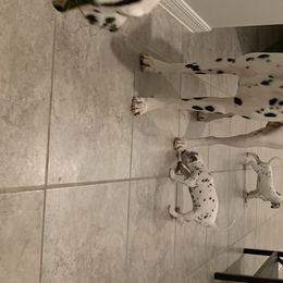 Dalmatians from Dalmatian Pandas
