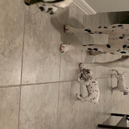 Dalmatians from Dalmatian Pandas