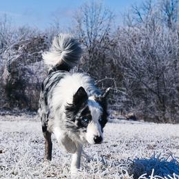Levi - Border Collie