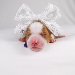 Queen Shanti (purple collar) - Merle female Bernedoodle puppy in Lehi, Utah from Heart J Bernedoodles