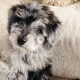 Aussiedoodles and Australian Shepherds from Rock Springs Australian Shepherds