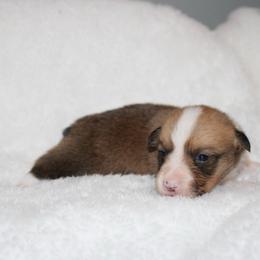 Hershey - Red male Pembroke Welsh Corgi puppy in Paradise, Texas from Corgis in Paradise