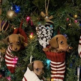 Dachshunds and French Bulldogs from Brooklyn Beefcakes