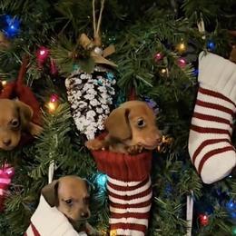 Dachshunds and French Bulldogs from Brooklyn Beefcakes