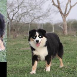 Gabby - Miniature Australian Shepherd