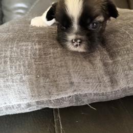 Shih Tzu Puppies from Niepoetter Shih Tzus