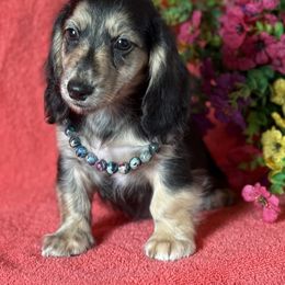 Creek - Black and cream male Dachshund puppy in Lincoln, Arkansas from Red Dirt Dachshunds