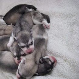 Siberian Husky Puppies from Tugline Siberians