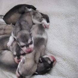 Siberian Husky Puppies from Tugline Siberians
